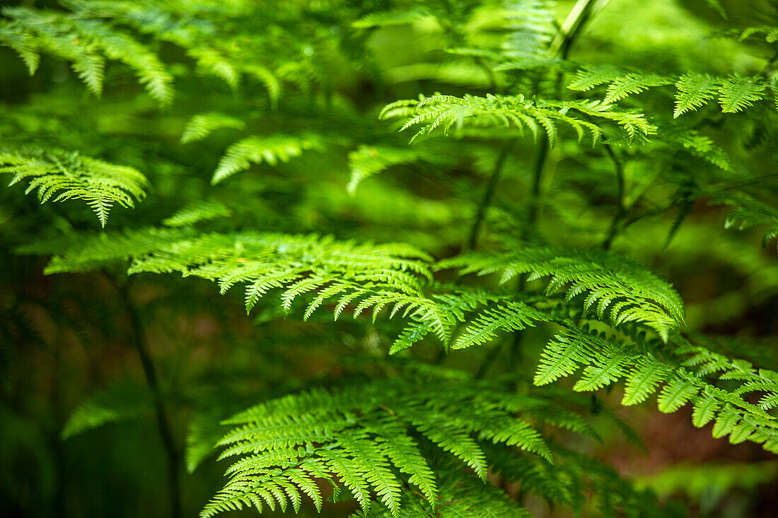 Close-up of fern leaves in forest\n