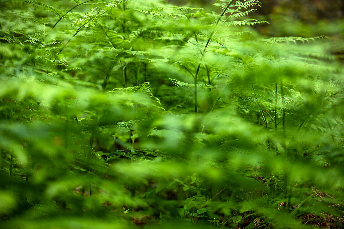 Close-up of fern leaves in forest\n