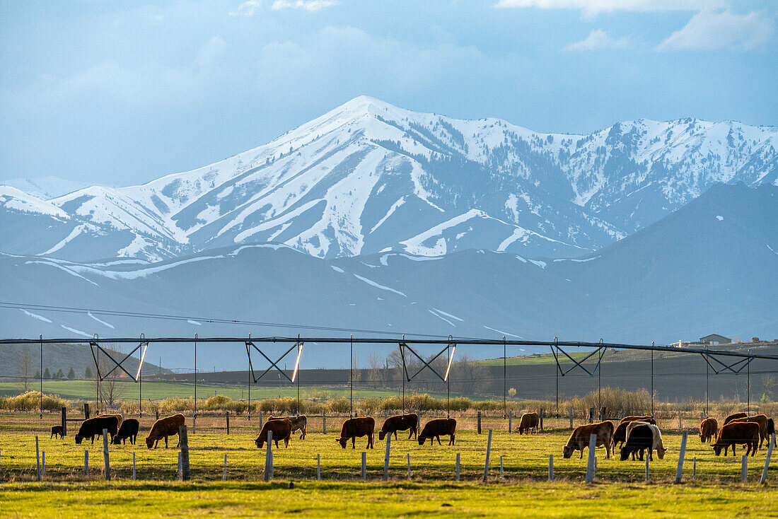 USA, Idaho, Bellevue, Domestic animals grazing in pasture near mountains\n