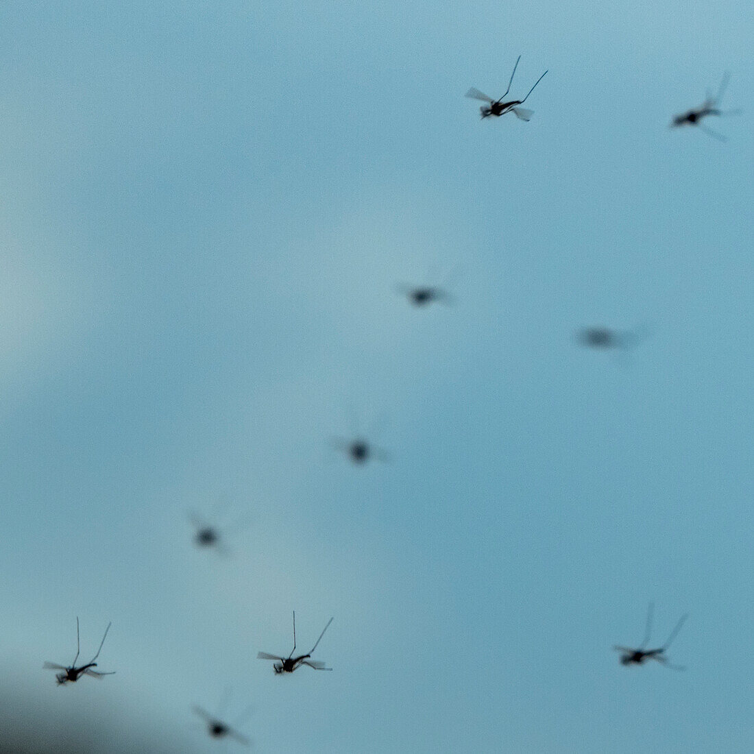 Gruppe von Stechmücken vor blauem Himmel