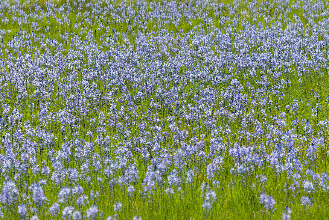 Camas flowers in full bloom in meadow\n