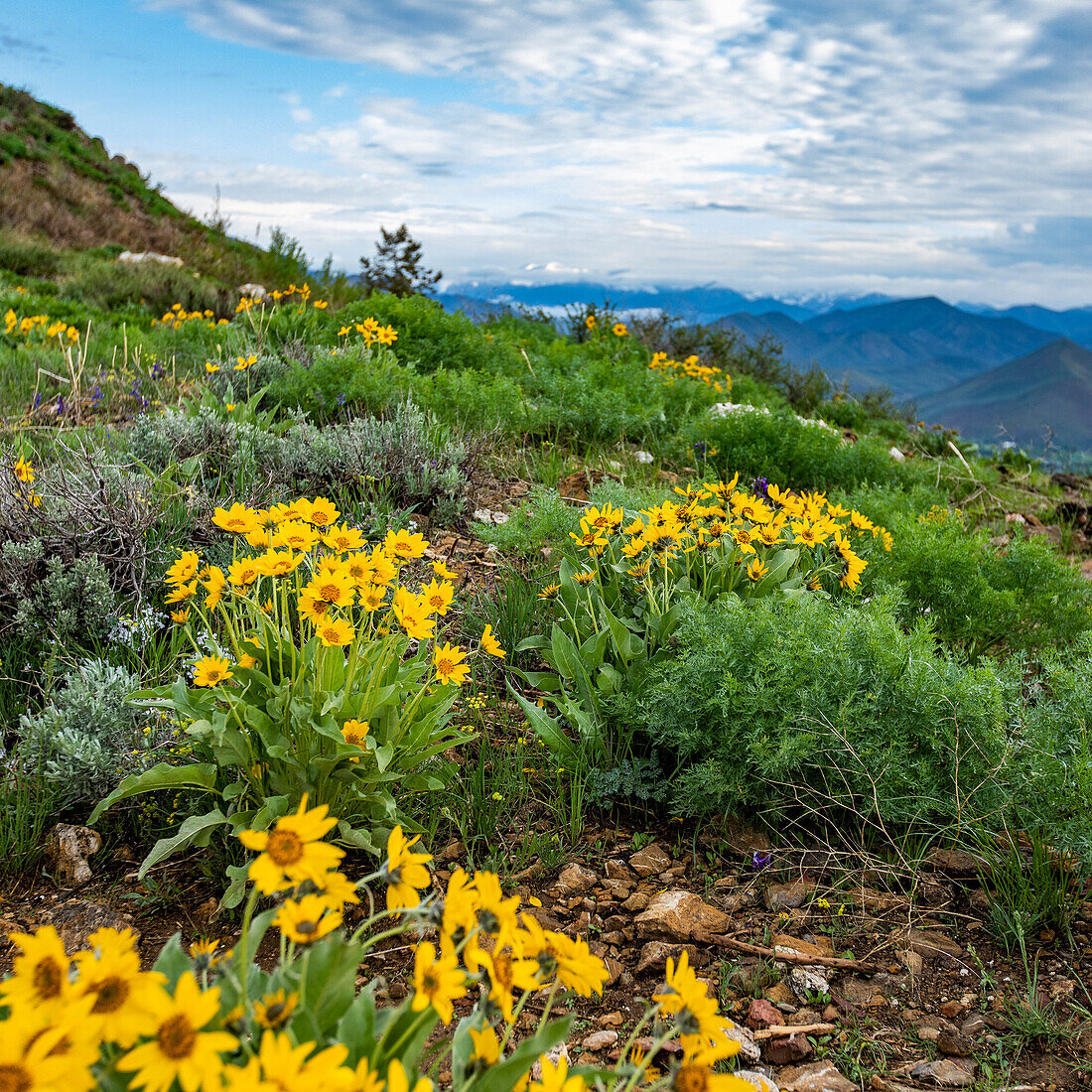 USA, Idaho, Hailey, Arrowleaf Balsamroot (Balsamorhiza sagittata) wildflowers on Carbonate Mountain\n