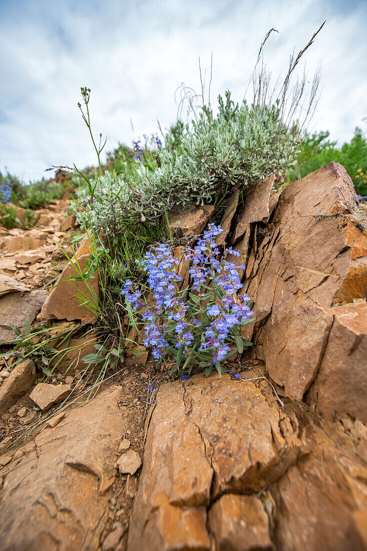 USA, Idaho, Hailey, Blaue Wildblumen vor Felsen entlang des Carbonate Mountain Trail