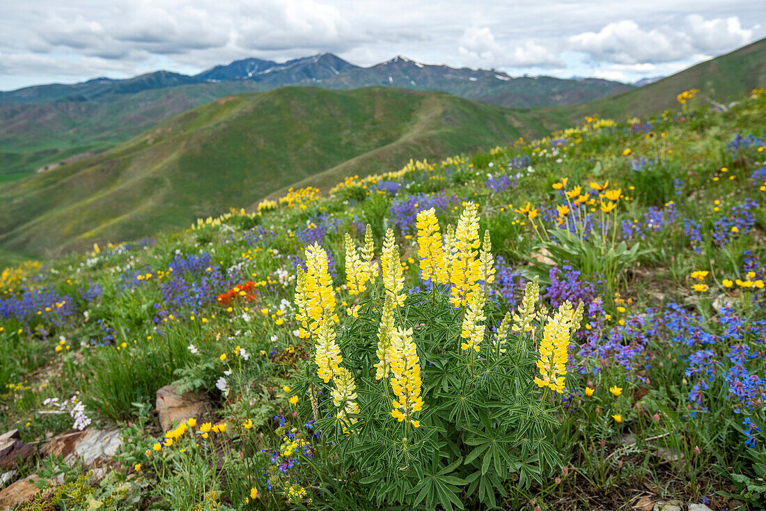 USA, Idaho, Hailey, Scenic landscape with wildflowers along Carbonate Mountain Trail\n