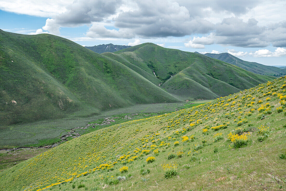 USA, Idaho, Hailey, malerische Landschaft mit Wildblumen entlang des Carbonate Mountain Trail