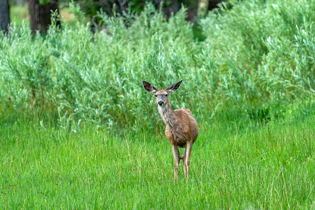 Portrait eines Hirsches auf einer Wiese, der in die Kamera schaut