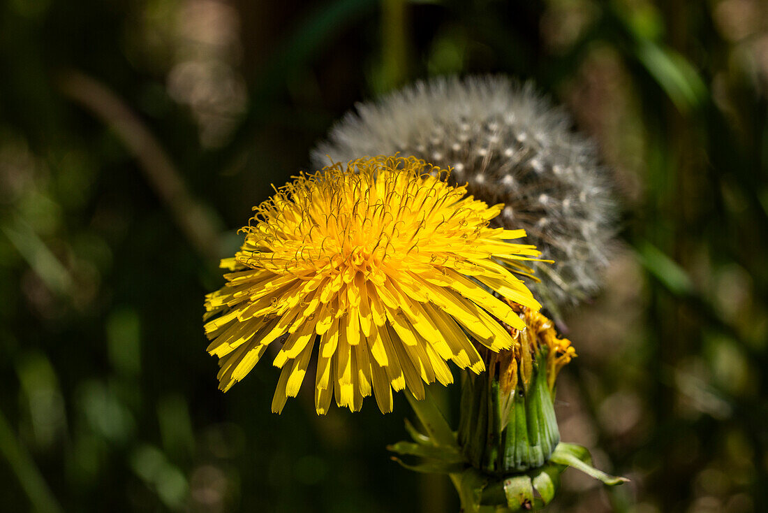 Close-up of yellow dandelion in meadow\n