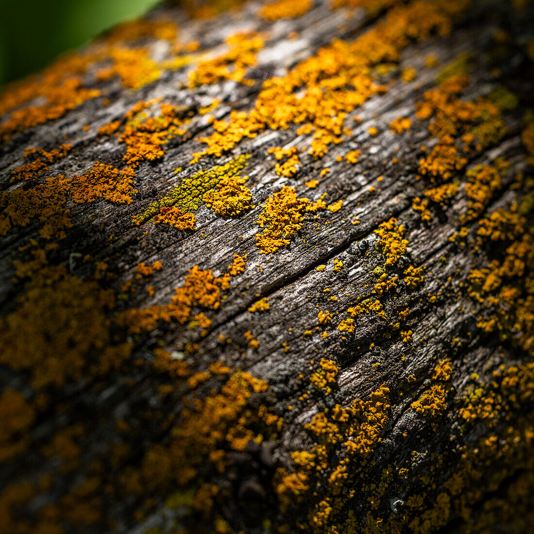 Close-up of lichen growing on wooden fence railing\n