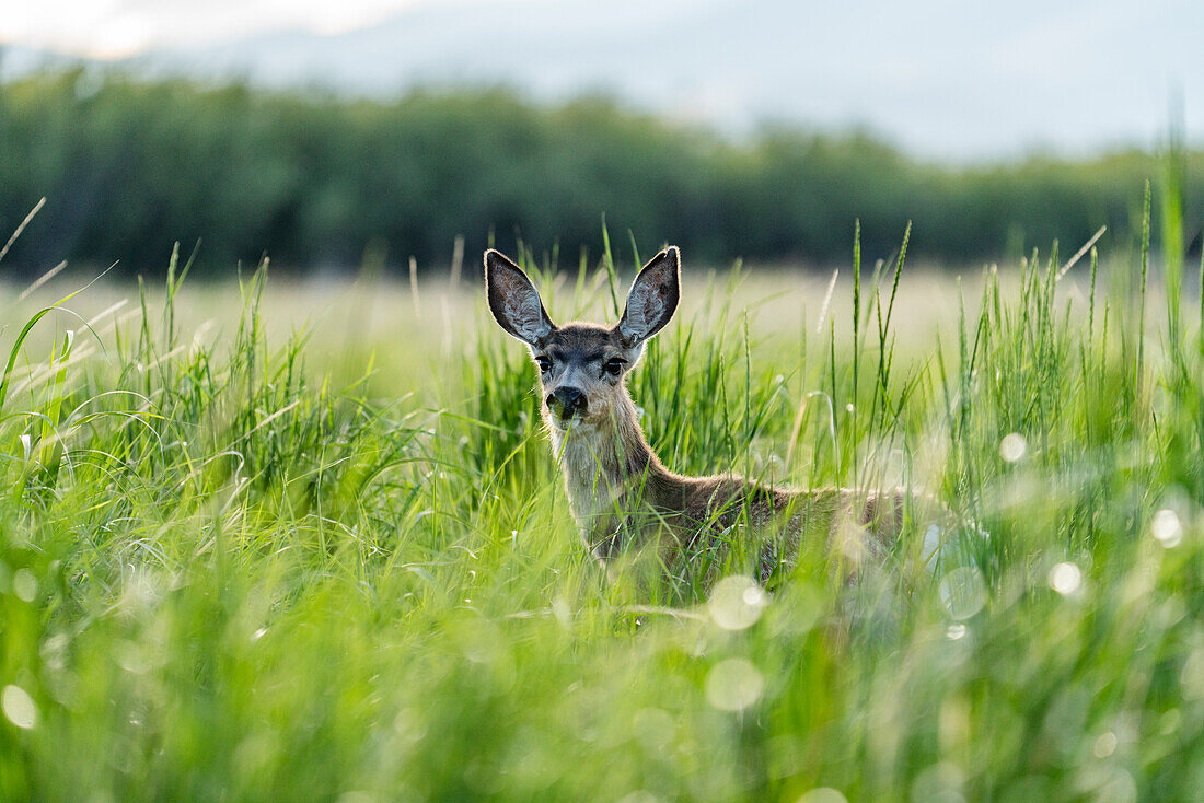 Portrait of doe looking at camera in meadow\n