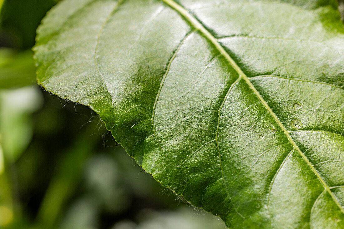 Nahaufnahme eines grünen Blattes auf einer Wiese