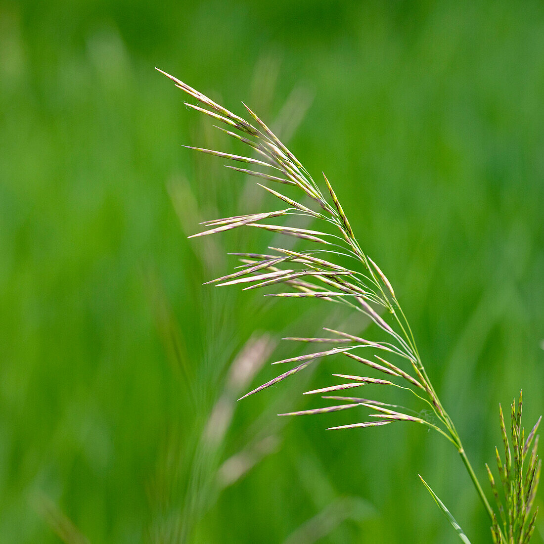 Close-up of green plant in meadow\n