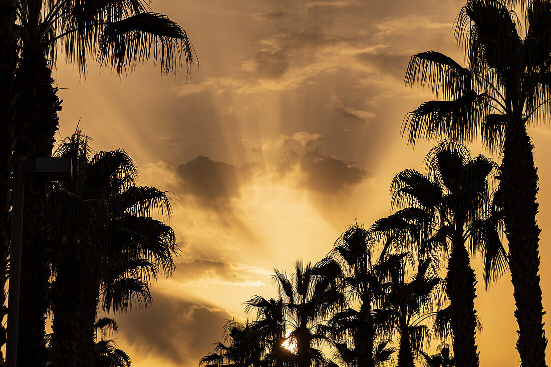 Silhouettes of palm trees against sunset sky\n
