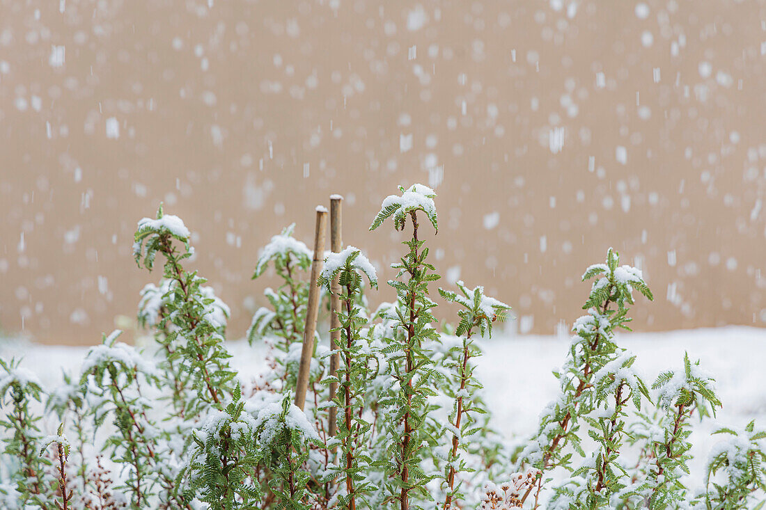 Snow falling on green plants\n