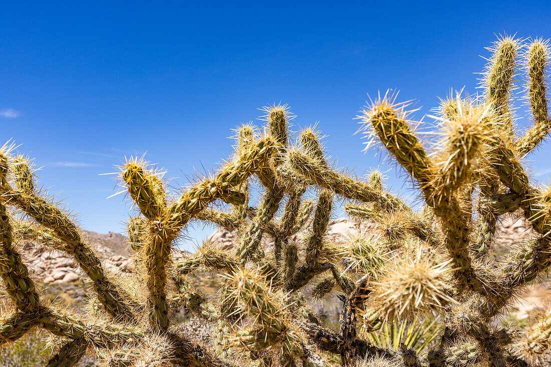 USA, Kalifornien, Barstow, San Bernardino County, Mojave National Preserve, Staghorn Cholla Kaktus in abgelegener Wüste