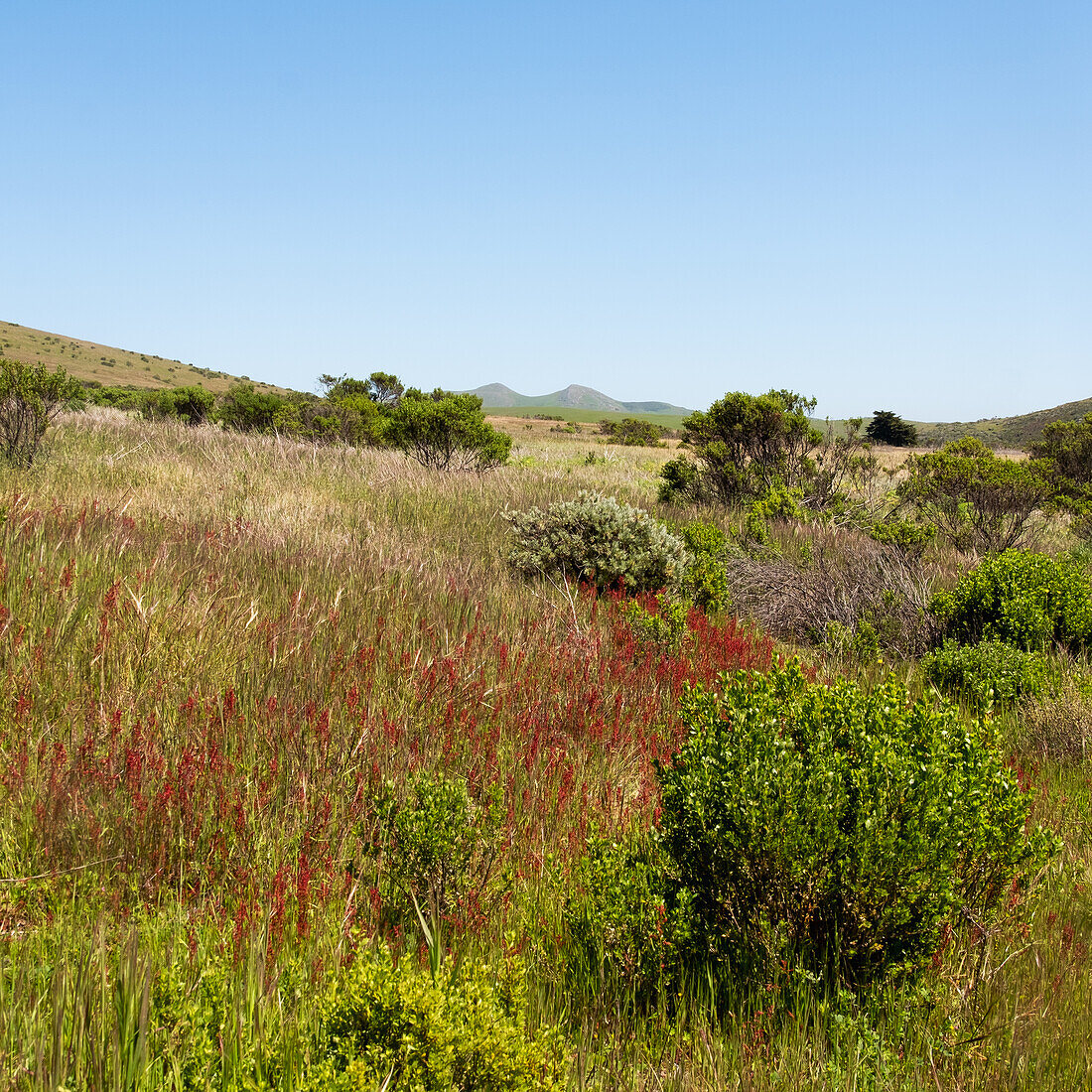 USA, California, Cayucos, Harmony Headlands State Park, Clear sky over lush landscape with mountain in background \n