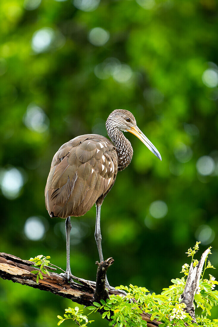 Ein Limpkin, Aramus guarauna, sitzt in einem Baum am New River im Orange Walk District von Belize.