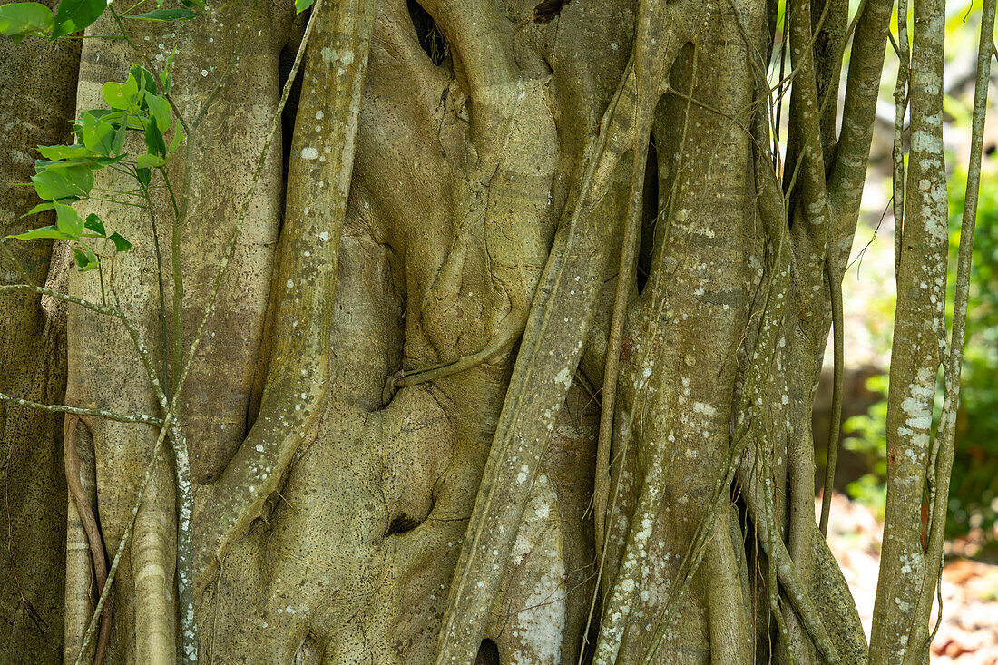 Eine Würgefeige, Gattung Ficus, an einem Baum entlang des New River im Orange Walk District in Belize.