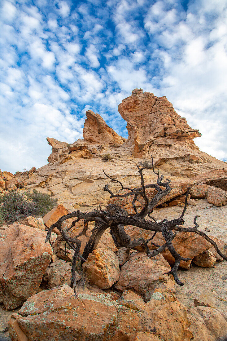 Felsformationen aus Navajo-Sandstein und Totholz im Grand Staircase-Escalante National Monument in Utah.