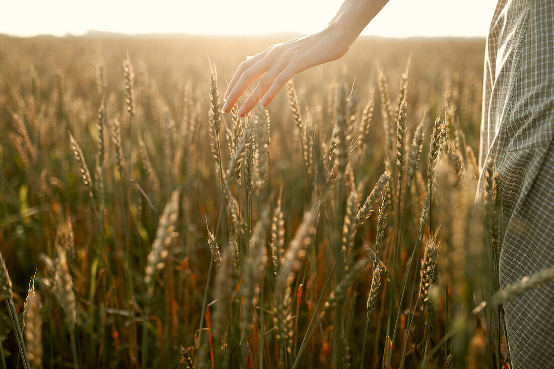 Nahaufnahme einer Frau, die Getreidepflanzen auf einem Feld bei Sonnenuntergang berührt