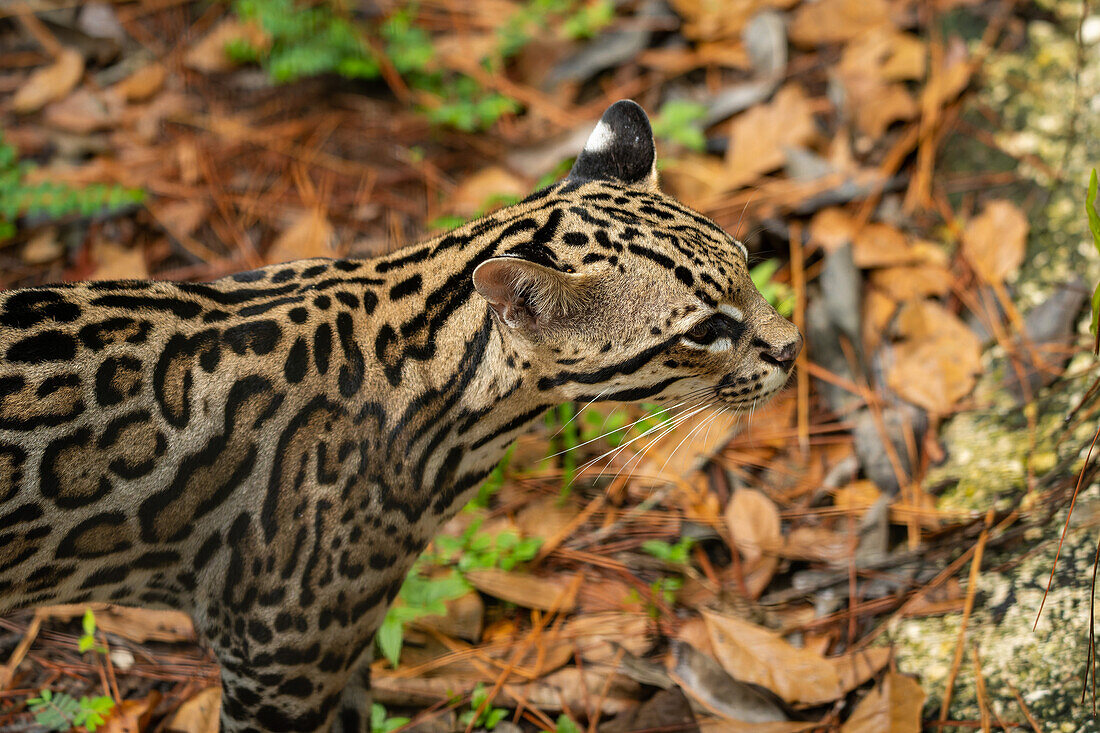 Ein Ozelot, Leopardus pardalis, im Zoo von Belize.