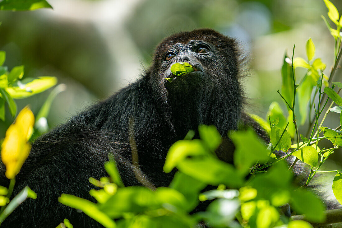 A Yucatan Black Howler Monkey, Alouatta pigra, eating leaves in a tree at the Lamanai Archeological Reserve in Belize.\n