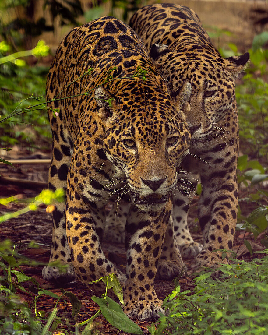 Two Jaguars, Panthera onca, in the Belize Zoo.\n