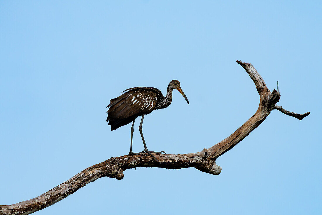 A Limpkin, Aramus guarauna, perched in a tree along the New River in the Orange Walk District of Belize.\n