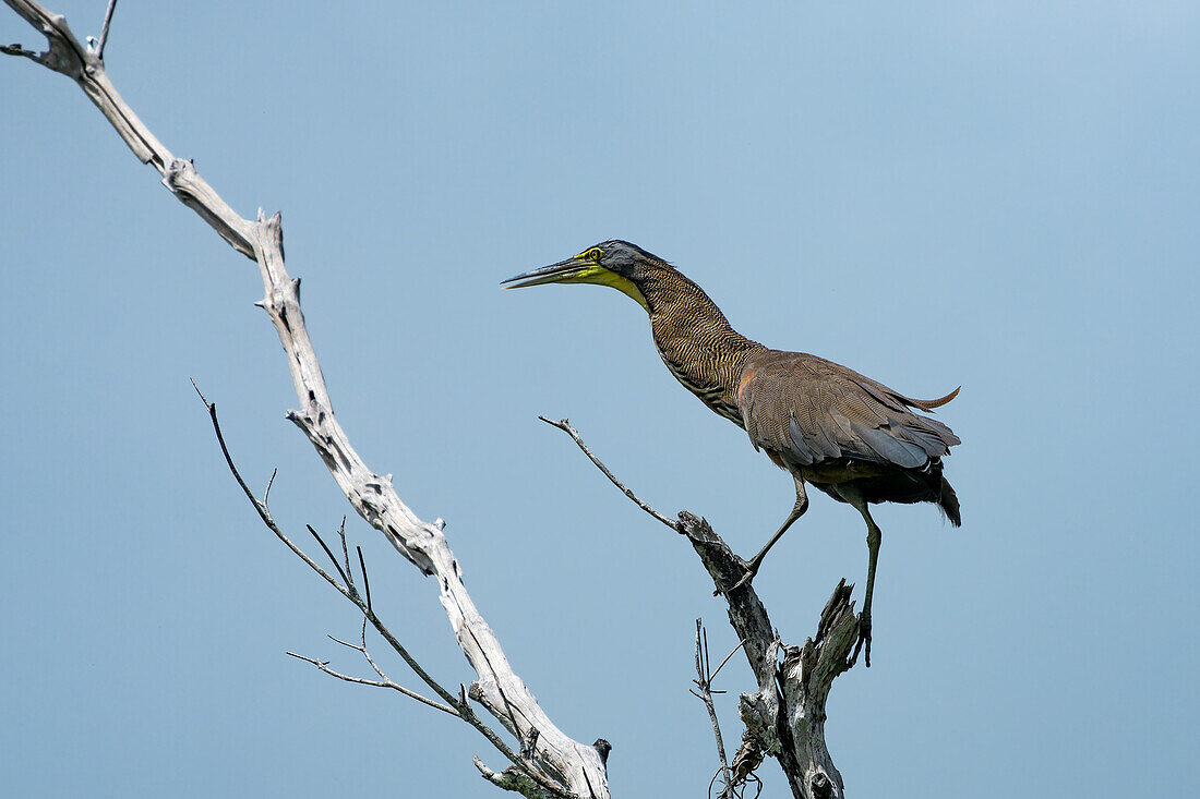 An adult Bare-throated Tiger Heron, Tigrisoma mexicanum, perched in a tree by the New River, Orange Walk District, Belize.\n