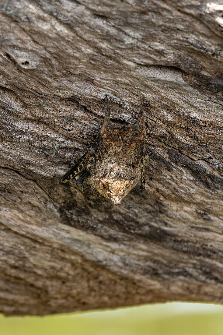 Eine Probiscis-Fledermaus, Rhynchonycteris naso, die auf einem Baumstamm über dem New River in Belize übernachtet.