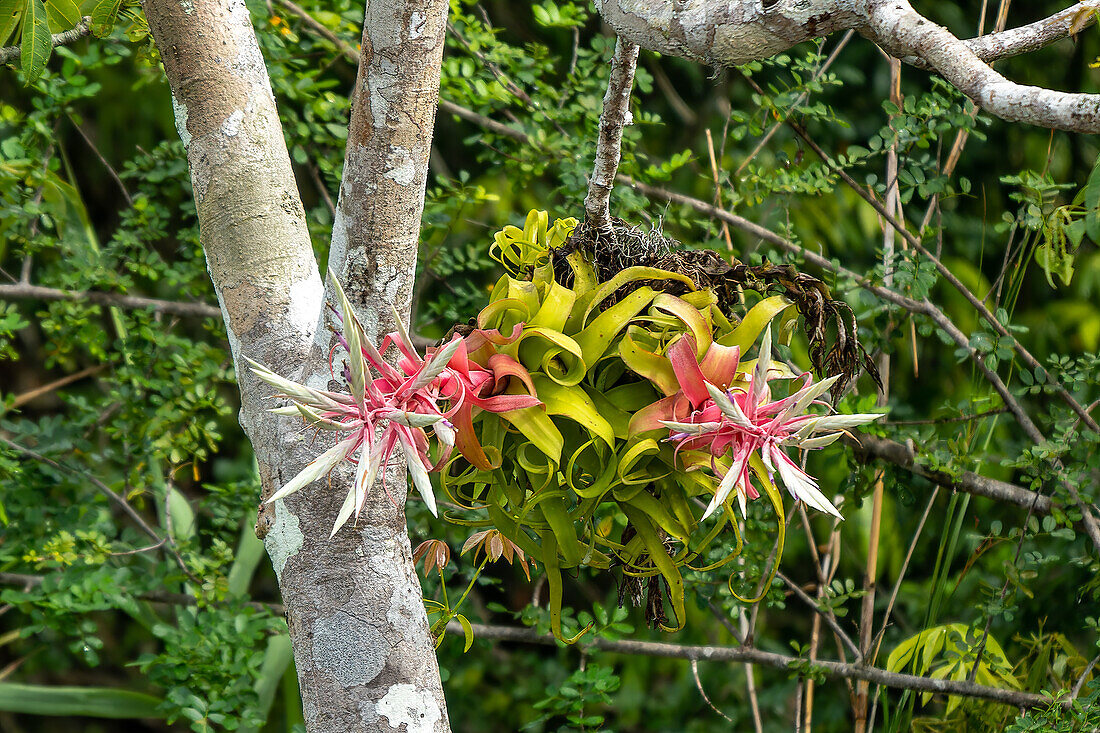 Der rosafarbene Blütenstand und die Blüten einer Shirley Temple Pant, Tillandsia streptophylla, an einem Baum am New River in Belize.