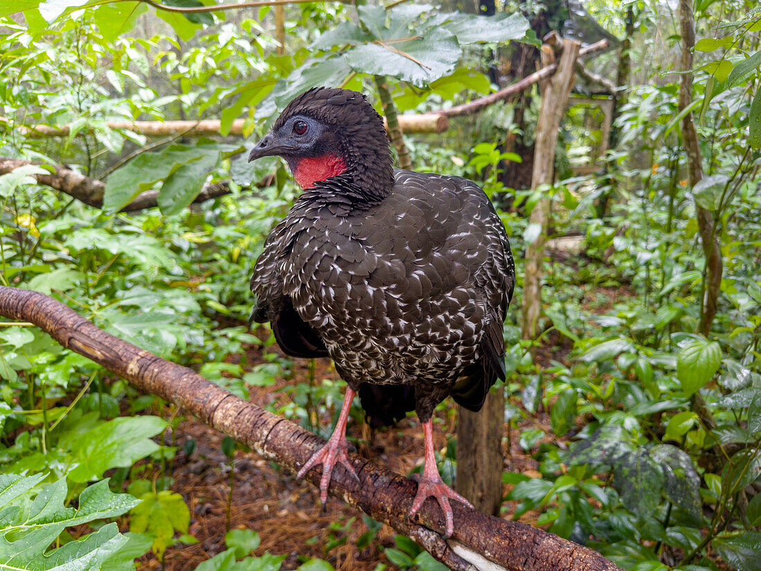 A Crested Guan, Penelope purpurascens, perched on a branch in the Belize Zoo.\n