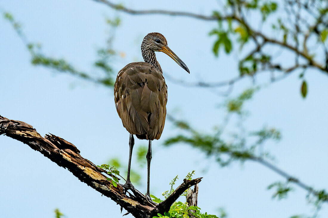 A Limpkin, Aramus guarauna, perched in a tree along the New River in the Orange Walk District of Belize.\n