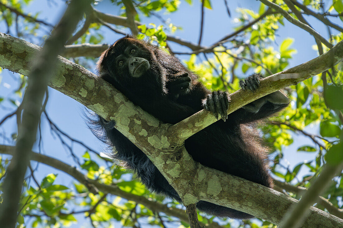 A Yucatan Black Howler Monkey, Alouatta pigra, resting in a tree in the rainforest at the Lamanai Archeological Reserve in Belize.\n