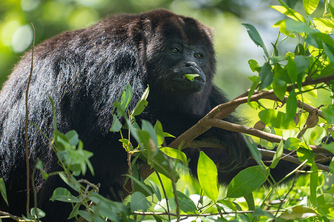 A Yucatan Black Howler Monkey, Alouatta pigra, eating leaves in a tree at the Lamanai Archeological Reserve in Belize.\n