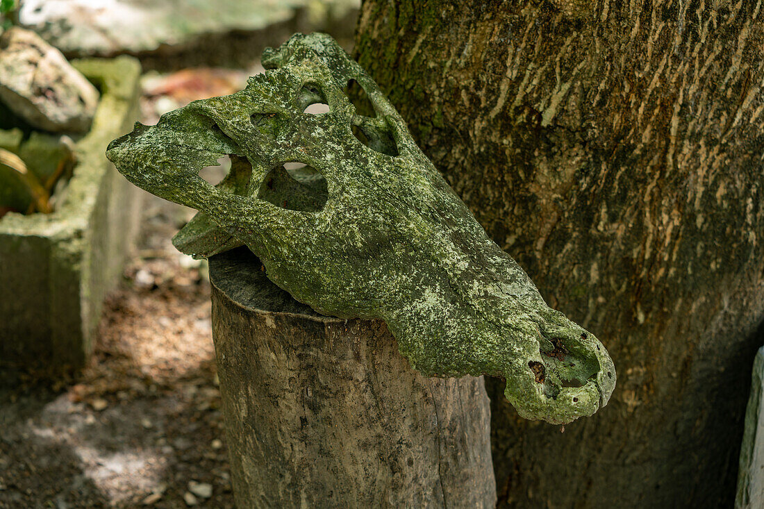Der Schädel eines Morelet-Krokodils, Crocodylus moreletii, am Bootsanleger am New River, Orange Walk, Belize.