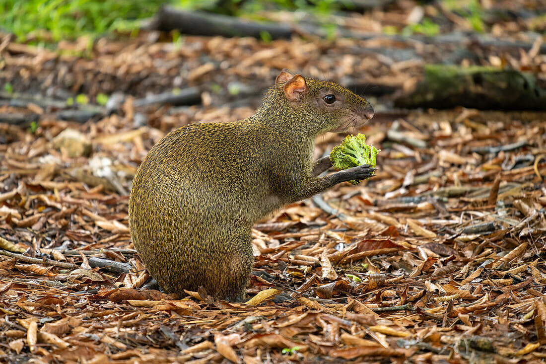 A wild Central American Agouti, Dasyprocta punctata, roaming the grounds of the Belize Zoo.\n