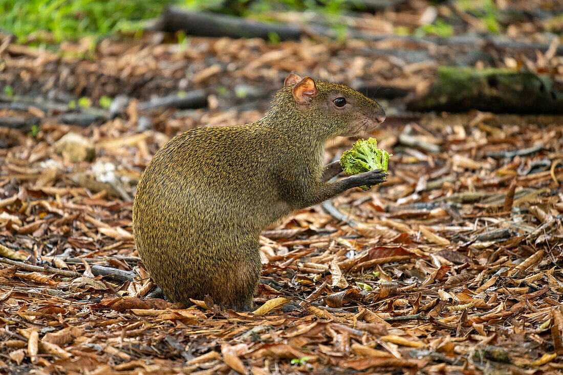 Ein wildes mittelamerikanisches Agouti, Dasyprocta punctata, streift über das Gelände des Zoos von Belize.