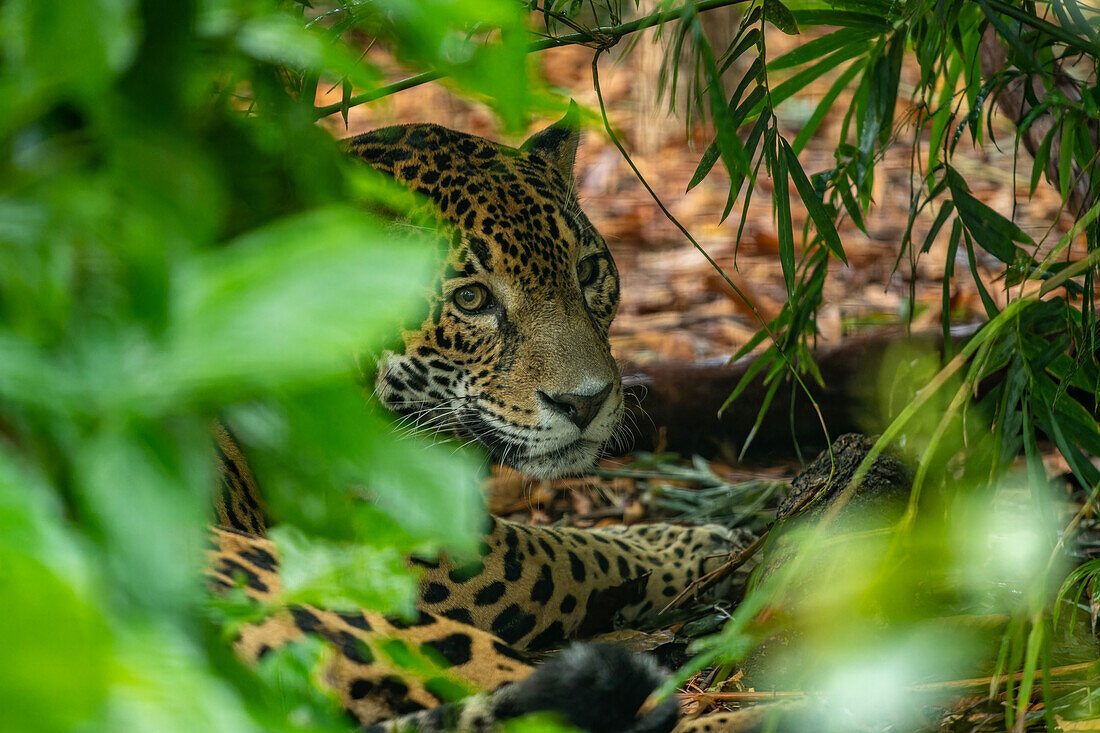 Ein Jaguar, Panthera onca, im Zoo von Belize.