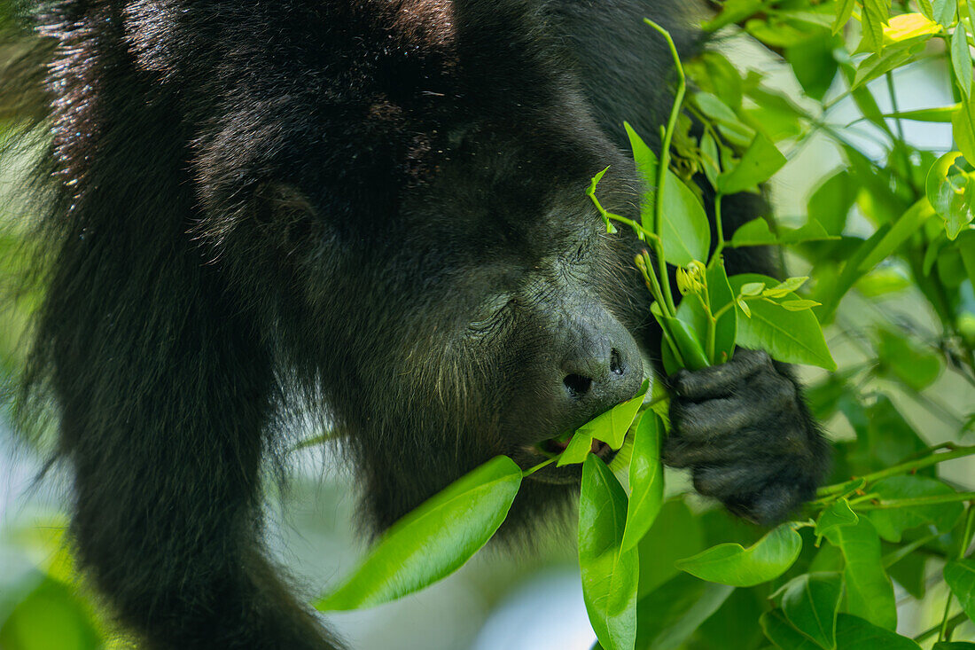 A Yucatan Black Howler Monkey, Alouatta pigra, eating leaves in a tree at the Lamanai Archeological Reserve in Belize.\n