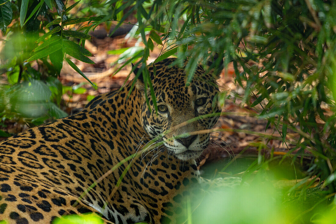 Ein Jaguar, Panthera onca, im Zoo von Belize.