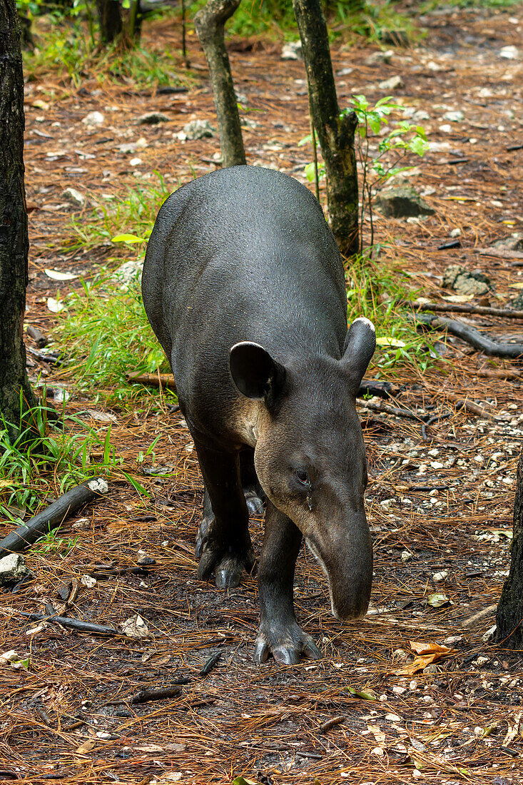 Der vom Aussterben bedrohte Bairdtapir, Tapirus bairdii, im Zoo von Belize.