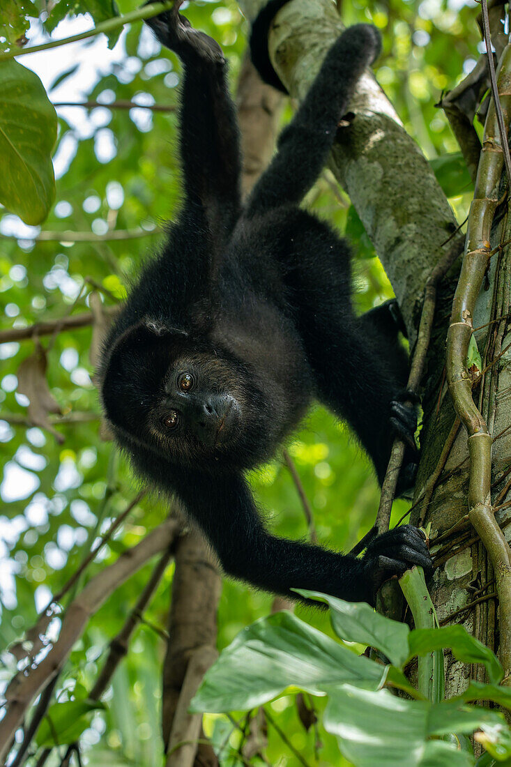 A Yucatan Black Howler Monkey, Alouatta pigra, in the rainforest at the Lamanai Archeological Reserve in Belize.\n