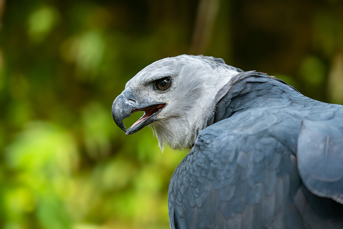 A Harpy Eagle, Harpia harpyja, in the Belize Zoo.\n