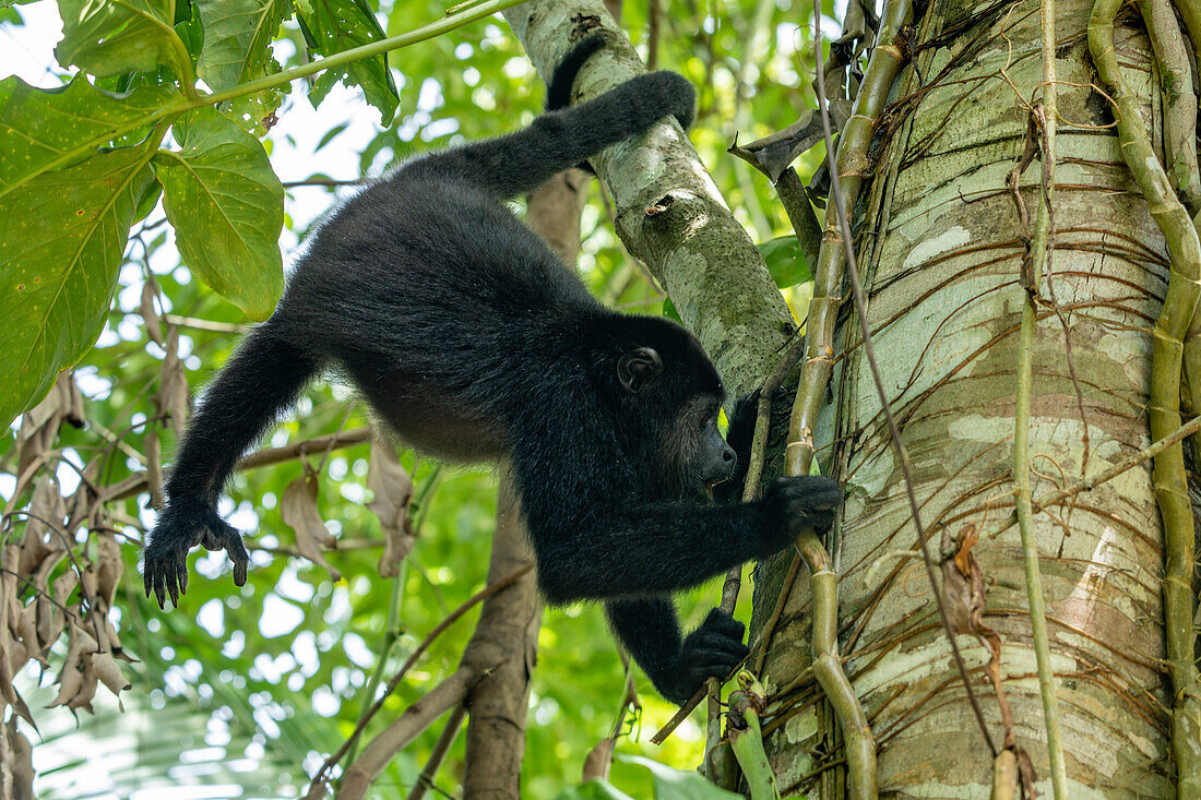 A Yucatan Black Howler Monkey, Alouatta pigra, eating leaves in a tree at the Lamanai Archeological Reserve in Belize.\n