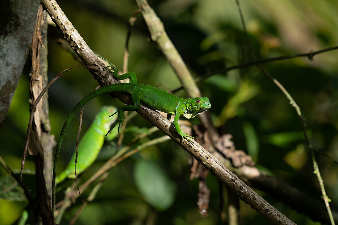 Ein wild geschlüpfter Grüner Leguan, Iguana iguana, in einem Baum im Zoo von Belize.