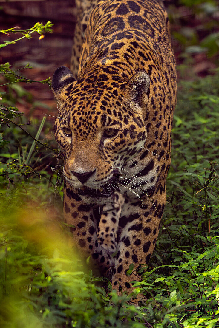 A Jaguar, Panthera onca, in the Belize Zoo.\n