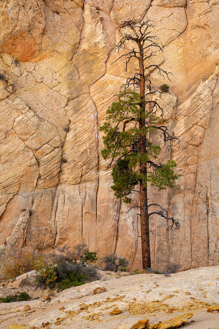 A Ponderosa pine growing a Navajo sandstone rock formation in the Grand Staircase-Escalante National Monument in Utah.\n