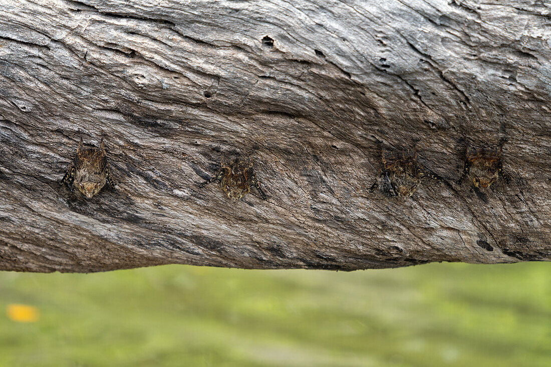 Four Probiscis Bats, Rhynchonycteris naso, roosting on a log over the New River in Belize.\n