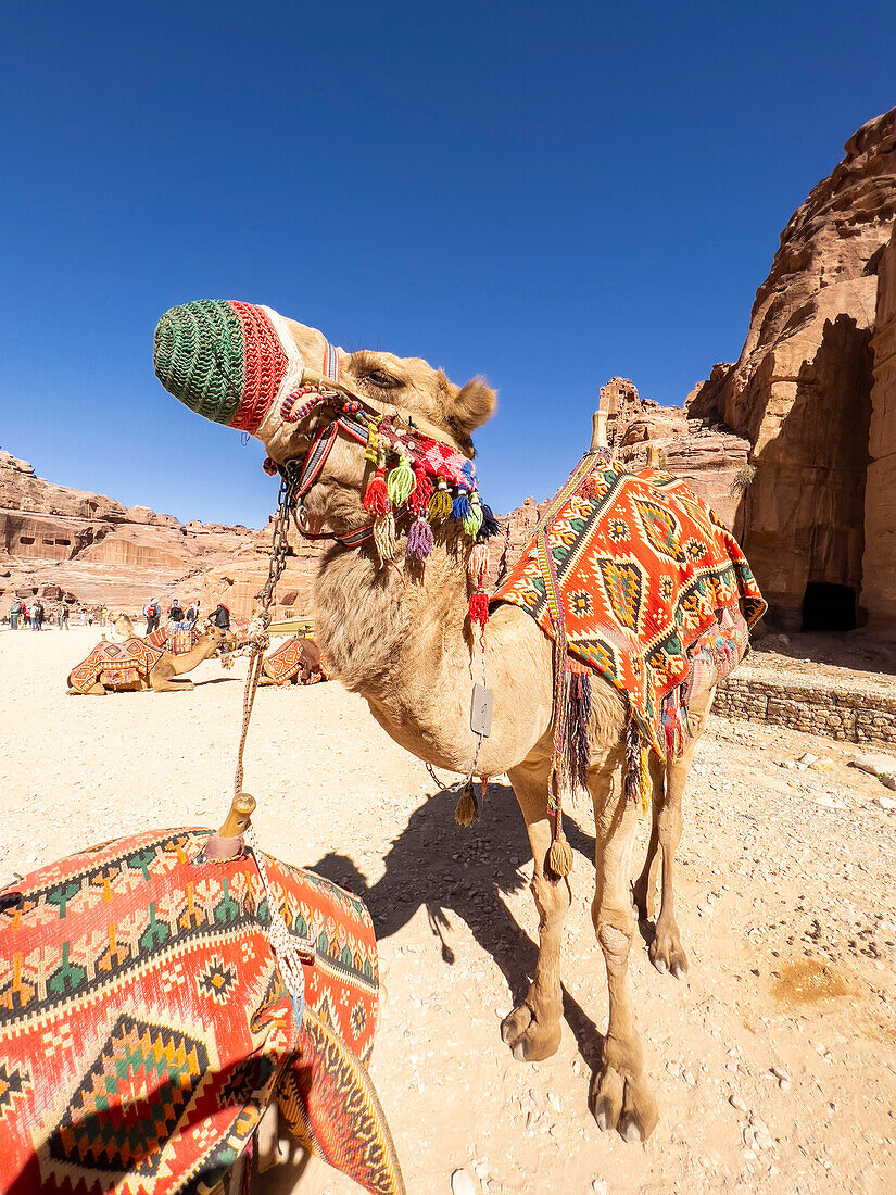 Kamel auf der Straße der Fassaden, Archäologischer Park von Petra, UNESCO-Weltkulturerbe, eines der neuen sieben Weltwunder, Petra, Jordanien, Naher Osten