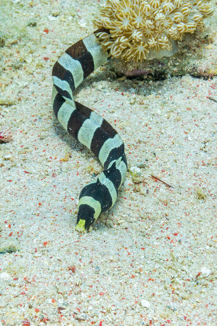 An adult Harlequin snake eel (Myrichthys colobrinus), hunting off Bangka Island, off the northeastern tip of Sulawesi, Indonesia, Southeast Asia, Asia\n